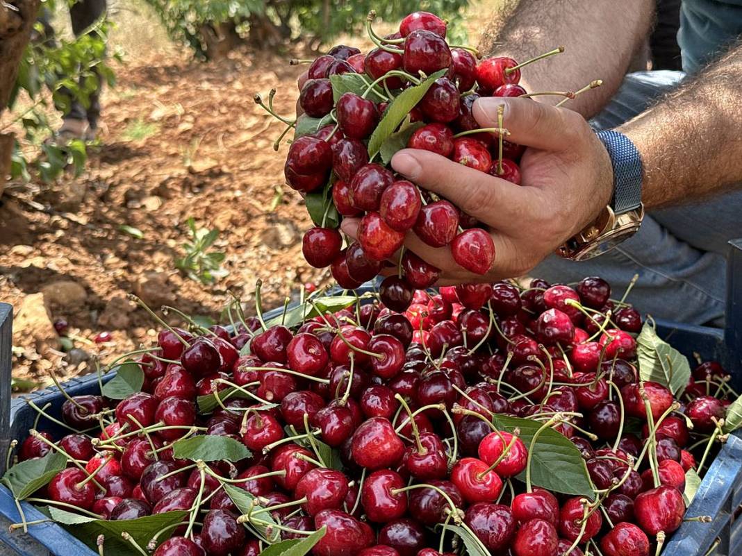 Güneydoğu'dan dünyaya: Napolyon kirazının inanılmaz yolculuğu! Sadece bir meyve değil; bu kirazlar umudun simgesi 4